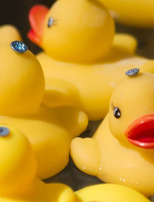 Les canards déchaînés de la Scarpe