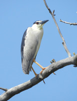 Conférence : l'histoire des zones humides et des oiseaux aquatiques