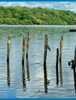 |Zones humides|  Sortie découverte à la Mare à Goriaux