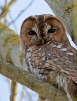 |Sortie nature| Nuit de la Chouette