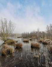 Frayere_Poissons_Parc_Porte_Hainaut - © Bertrand Demarez.jpg