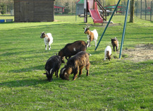 Parc du Faisan doré à Hasnon - Hasnon