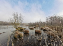 |Zones humides| Visite guidée faune et flore - Raismes