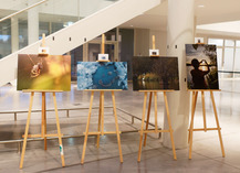 |Zones humides| Exposition photo - Raismes