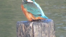 [Atelier Nature] Au Parc Loisirs et Nature de La Porte du Hainaut