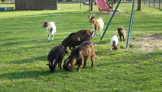Parc du Faisan doré à Hasnon - Hasnon