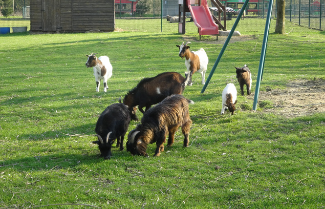 Parc du Faisan doré à Hasnon 1 - Hasnon